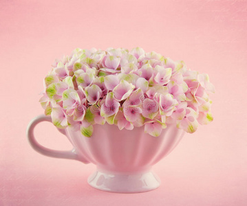 杯子里的粉红色绣球花图片