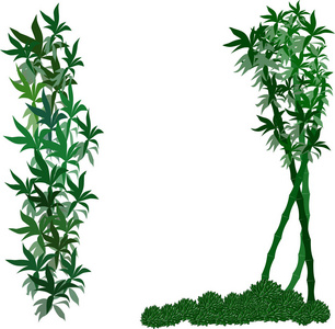 竹 echeveria 装饰绿色元素