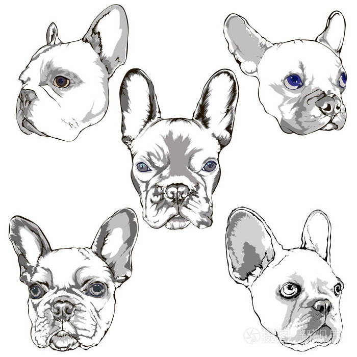 法国斗牛犬肖像素描手绘集插画-正版商用图片0n1oom