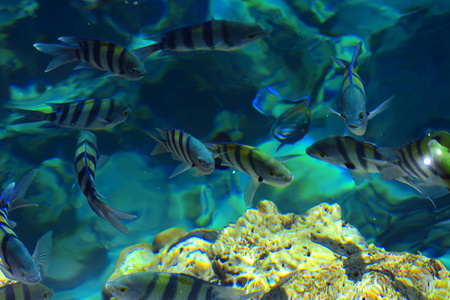 五彩斑斓的红海鱼越过了水的厚度, 在珊瑚礁和黄沙的模糊背景下。沙姆沙伊赫, 埃及, 屏保, 墙纸