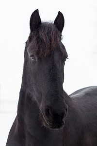 背景冬季 friesian 马画像