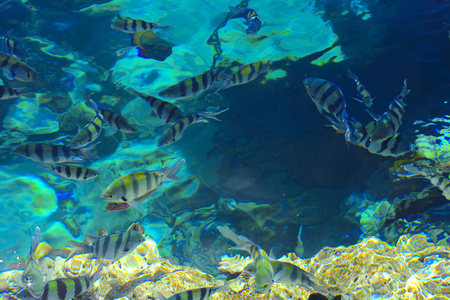 五彩斑斓的红海鱼越过了水的厚度, 在珊瑚礁和黄沙的模糊背景下。沙姆沙伊赫, 埃及, 屏保, 墙纸