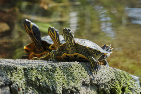 三只可爱的海龟在阳光下休息池塘