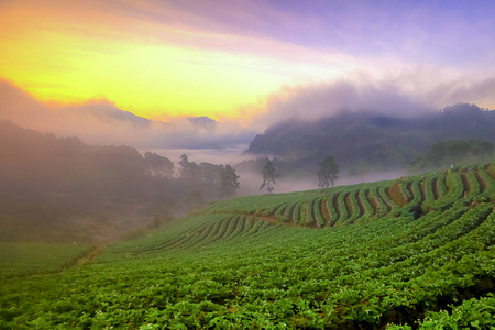 草莓园在 Doi Ang 安康山山的泰国缅甸边境，清迈，泰国多雾的早晨日出