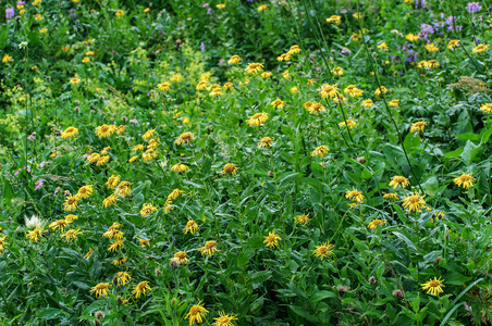 高山草甸的黄色野花