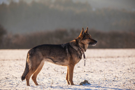 德国牧羊犬在雪中