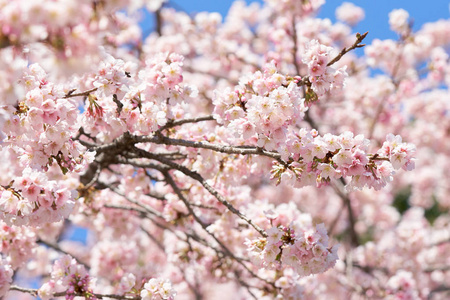 樱花树上的粉红色樱花 樱花, 日本开花樱桃。樱花是日本花卉的代表。冬季通行证的主要部分。我爱每一个人