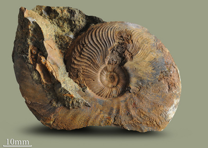 亚扪人化石软体动物