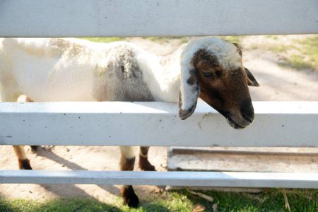 在帕塔亚羊羊农场泰国