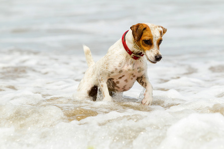 杰克罗素梗犬在海滩上