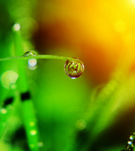 在植物上的水滴