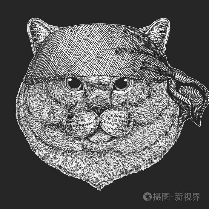 英国人高贵的猫男酷海盗, 海员, seawolf, 水手,