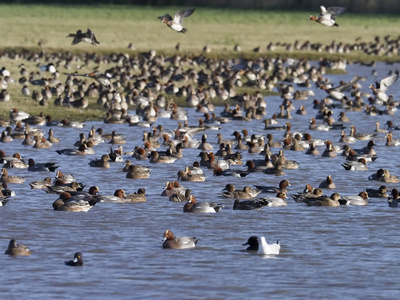 wigeon 艾奈斯佩内洛普