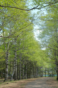 日本绿树成荫的街道