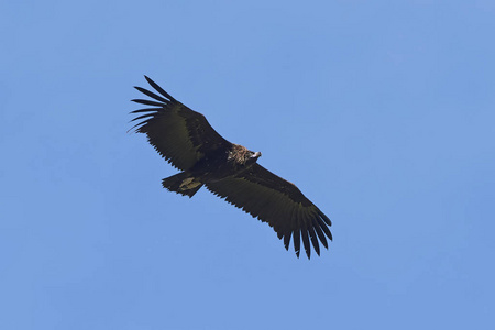黑秃鹫Aegypius Monachus