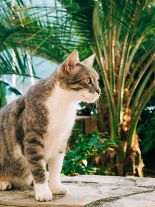 背景的棕榈树上的猫
