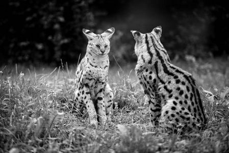 猎豹婴儿坐和彼此看着对方