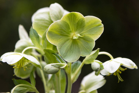 科西嘉嚏根草 筷子 argutifolius 花