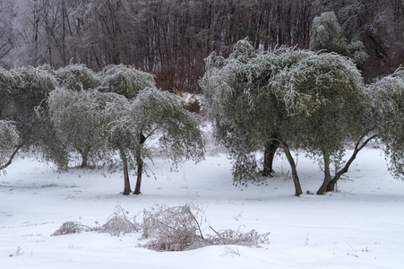 冰冻雨后橄榄树林覆盖在冰上