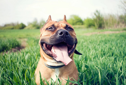 年轻的美国斯塔福德郡猎犬在草甸