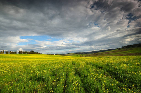 油菜花黄色与蓝色多云的天空，基安蒂，锡耶纳区卡斯特利那附近的托斯卡纳景观。意大利