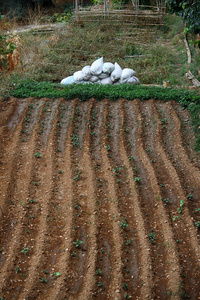 在黎巴嫩的农业