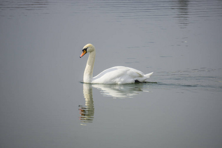 白色的天鹅在湖里的水中游泳