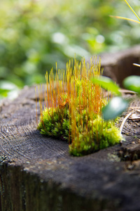 树上美丽的苔藓