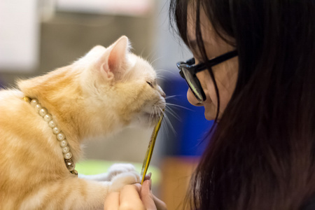 亚洲女孩和猫一起玩