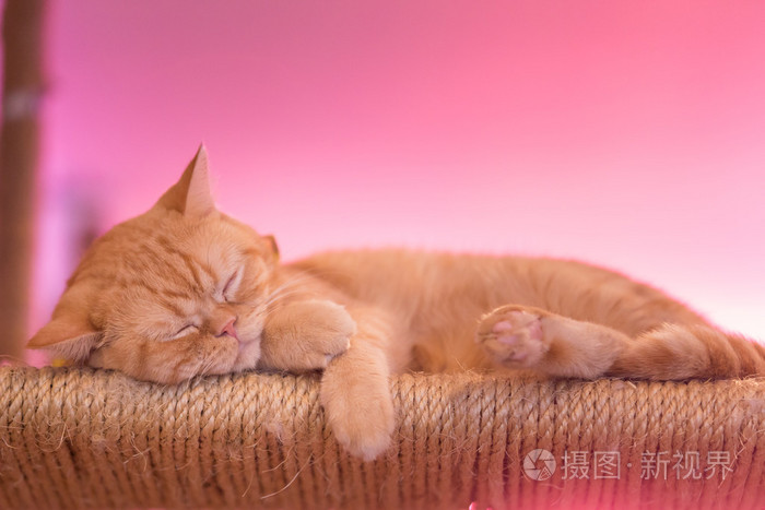 和平 橙色 红色 猫男性小猫蜷缩着睡觉