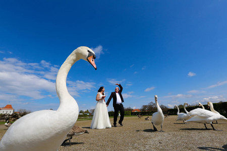 新娘和新郎走近天鹅