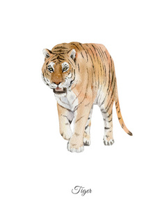 手绘水彩海报与虎