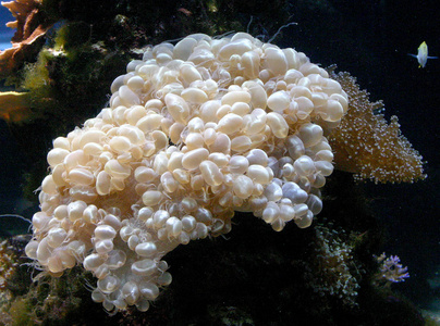 在水族馆海洋水族馆掠夺性海葵