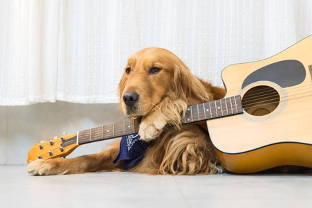 黄金猎犬和吉他