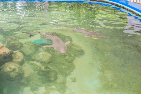 鲨鱼游在水族馆里