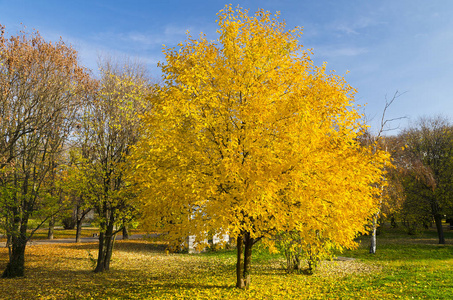 公园里的秋天树, 完美的秋季风光