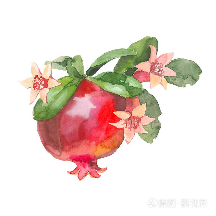 手绘石榴, 白色背景水彩画, 食品设计水彩画插图