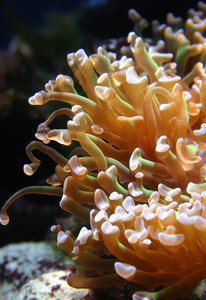 在水族馆海洋水族馆掠夺性海葵