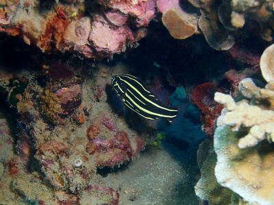珊瑚鱼，巴厘岛，罗维纳礁