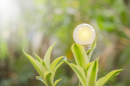 自然电 led 的生态与 saveing 节能灯泡