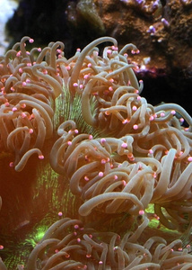 在水族馆海洋水族馆掠夺性海葵