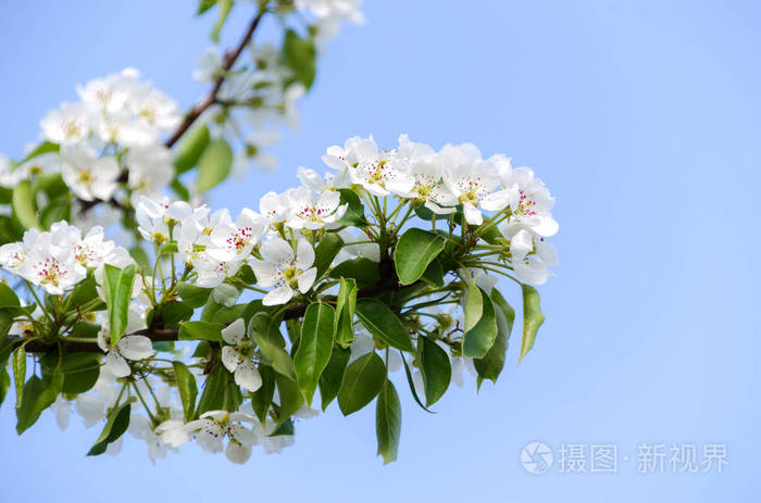 梨的花枝盛开的春天的花园花梨特写模糊的背景在早春梨花