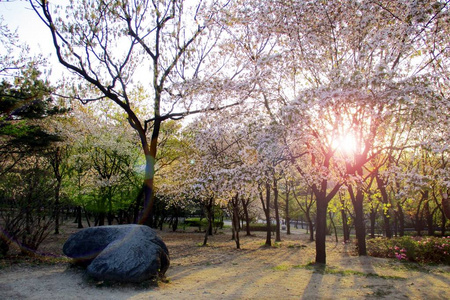 公园樱花树中的日出