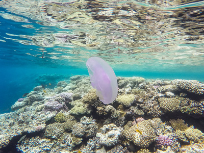 埃及达哈卜浮潜过程中水母的观察