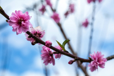 樱花花