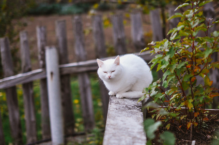 白色的猫坐在花园里