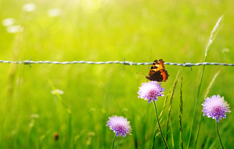 橙色蝴蝶在紫色的高加索 scabious 和金属栅栏