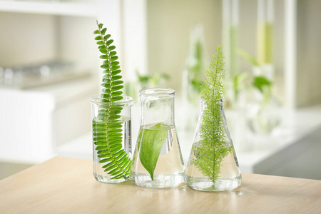 实验室中有植物的化学玻璃器皿图片