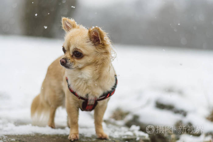 可爱的长头发米色的吉娃娃狗在雪地里玩耍