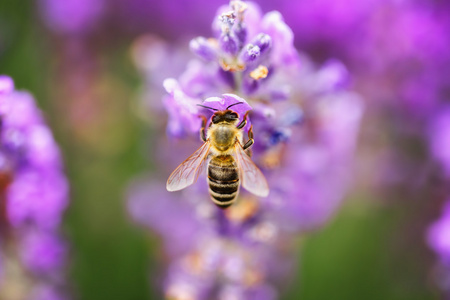 野生蜜蜂对薰衣草，软焦点